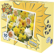 Packung Blumenzwiebeln Pop Up Your Garden Spring Explosion mit 30 Narzissenzwiebeln.