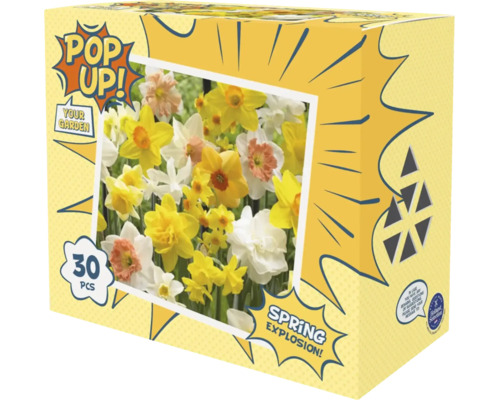 Packung Blumenzwiebeln Pop Up Your Garden Spring Explosion mit 30 Narzissenzwiebeln.