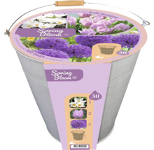 Zinkeimer mit 30 Frühlingsblumenzwiebeln für eine Schichtbepflanzung mit weißen Blüten, lila Tulpen und lila Zierlauch.