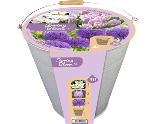 Zinkeimer mit 30 Frühlingsblumenzwiebeln für eine Schichtbepflanzung mit weißen Blüten, lila Tulpen und lila Zierlauch.