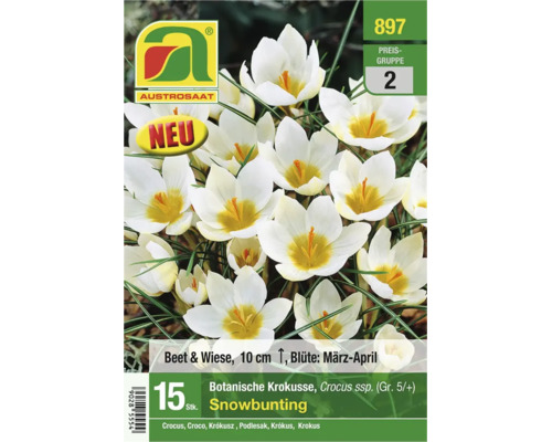 Austrosaat Botanische Krokusse Snowbunting, 15 Stück, Wuchshöhe 10 Zentimeter, Blütezeit März bis April, für Beet und Wiese geeignet.