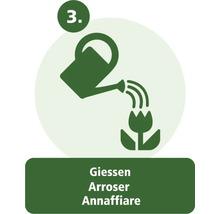 Schritt 3: Pflanze gießen