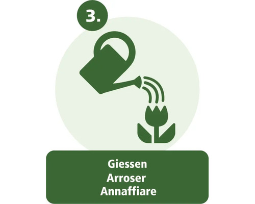 Schritt 3: Pflanze gießen