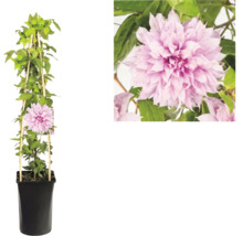 Clematis Waldrebe mit gefüllten rosa Blüten im schwarzen Topf mit hölzerner Rankhilfe und Detailansicht der Blüte.