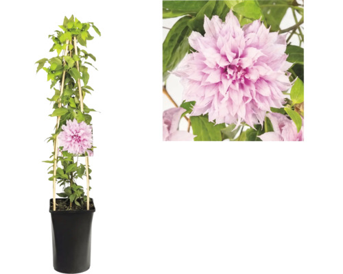 Clematis Waldrebe mit gefüllten rosa Blüten im schwarzen Topf mit hölzerner Rankhilfe und Detailansicht der Blüte.