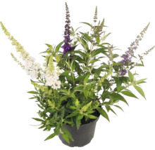 Sommerflieder Buddleja davidii mit Blüten in drei verschiedenen Farben im schwarzen Kunststofftopf.