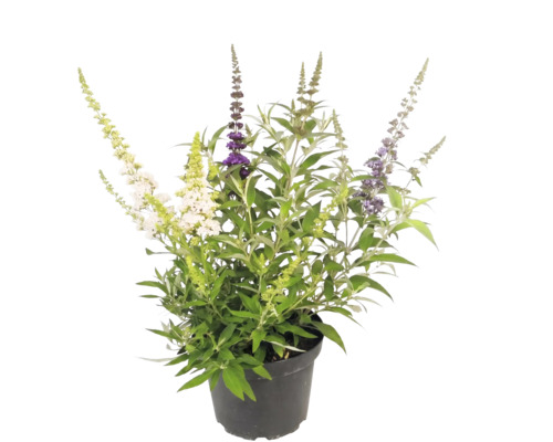 Sommerflieder Buddleja davidii mit verschiedenfarbigen Blüten in einem schwarzen Topf.