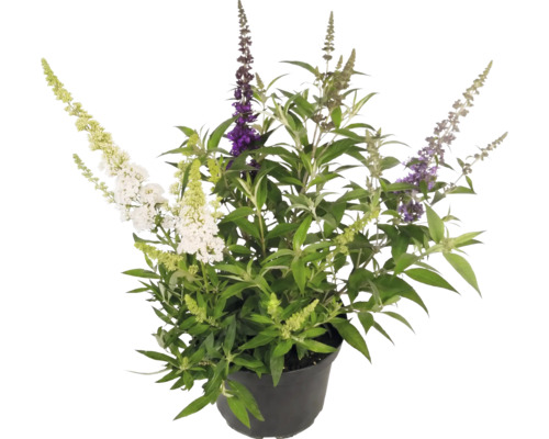 Sommerflieder Buddleja davidii Mix in verschiedenen Farben im Pflanztopf.