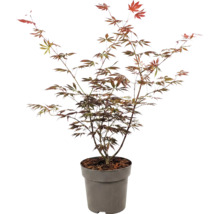 Japanischer Ahorn Acer palmatum im Pflanztopf für den Garten.