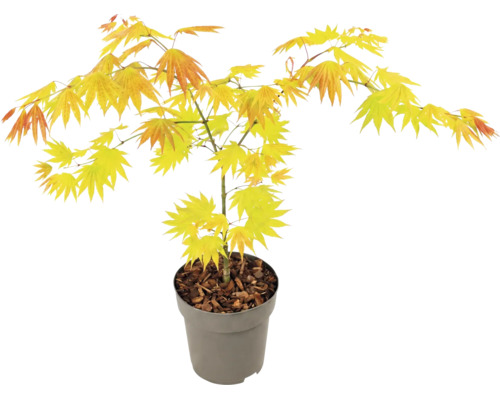 Japanischer Fächerahorn Acer palmatum Orange Dream im grauen Kunststofftopf mit gelb-orangem Laub.