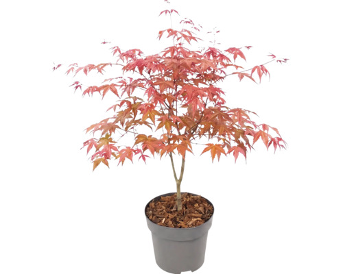 Japanischer Ahorn Acer palmatum im Kunststofftopf mit Rindenmulch.