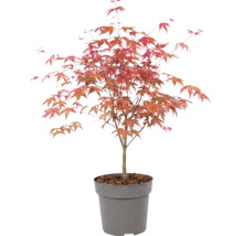 Japanischer Ahorn Acer palmatum im Kunststofftopf mit rötlichem Laub.