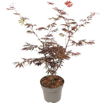 Japanischer Fächerahorn Acer palmatum mit roten Blättern im Topf.