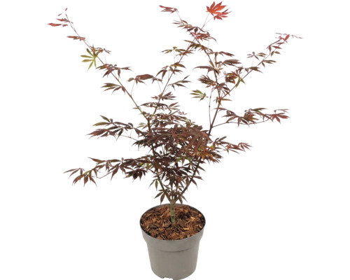 Japanischer Fächerahorn Acer palmatum mit roten Blättern im Topf.