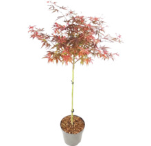 Japanischer Ahorn Acer palmatum als Stämmchen im Topf mit rötlichem Laub.