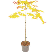 Japanischer Goldahorn Acer shirasawanum Jordan im grauen Topf mit Stützstab.