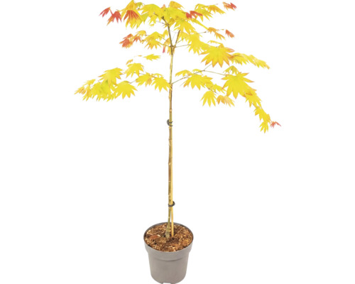 Japanischer Goldahorn Acer shirasawanum Jordan im grauen Topf mit Stützstab.