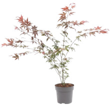 Japanischer Ahorn Acer palmatum im Topf mit filigranen Blättern.