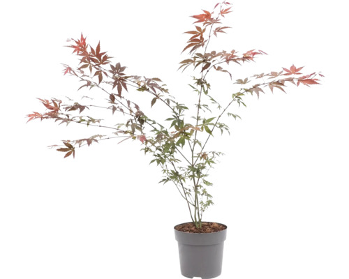 Japanischer Ahorn Acer palmatum im Topf mit filigranen Blättern.
