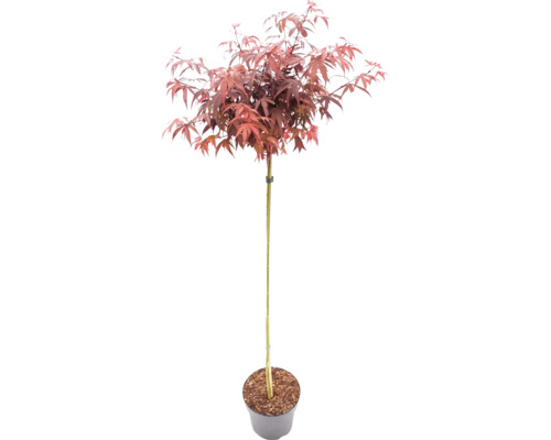 Roter Fächerahorn als Hochstamm im Pflanztopf.