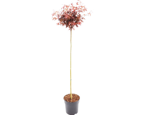 Roter Fächerahorn Acer palmatum als Hochstamm im Pflanztopf.