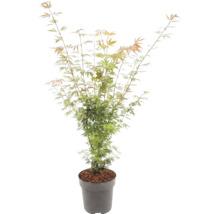 Japanischer Ahorn Acer palmatum mit feinen Blättern in einem grauen Topf.