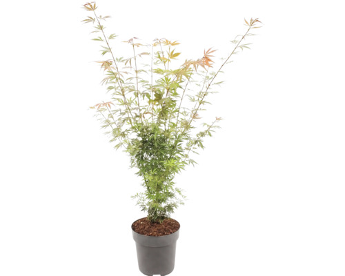 Japanischer Ahorn Acer palmatum mit feinen Blättern in einem grauen Topf.