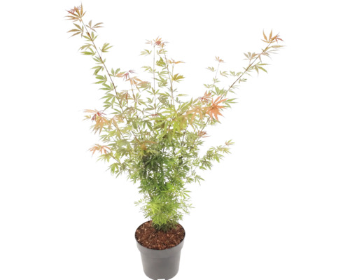 Japanischer Ahorn Acer palmatum im grauen Kunststofftopf mit feinen grün-orangen Blättern.
