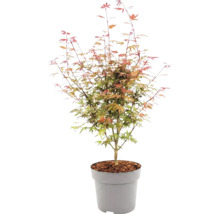 Japanischer Ahorn Acer palmatum im Kunststofftopf mit Mulchschicht.