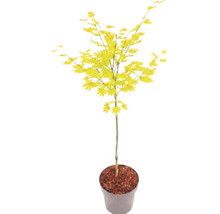 Japanischer Ahorn Acer palmatum mit hellgrünen Blättern im Pflanztopf.