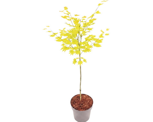 Japanischer Ahorn Acer palmatum mit hellgrünen Blättern im Pflanztopf.
