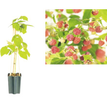 Himbeerpflanze im Topf mit Detailansicht der Früchte am Strauch.