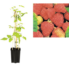 Himbeerpflanze Rubus idaeus im schwarzen Pflanztopf mit Bambusstäben zur Stützung und Nahaufnahme reifer Früchte.