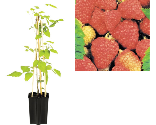 Himbeerpflanze Rubus idaeus im schwarzen Pflanztopf mit Bambusstäben zur Stützung und Nahaufnahme reifer Früchte.