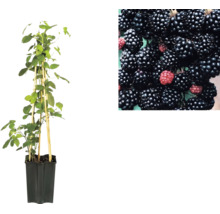 Brombeerpflanze im Topf mit Stützstäben und Detailaufnahme von Brombeeren.
