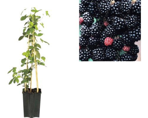 Brombeerpflanze im Topf mit Stützstäben und Detailaufnahme von Brombeeren.