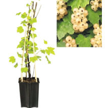 Weiße Johannisbeere im schwarzen Pflanztopf mit Holzstützen und Detailansicht der reifen Beeren.