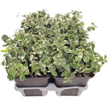 Kriechspindel Euonymus fortunei mit weiß-grünen Blättern in Kunststofftöpfen auf einem Transporttray.