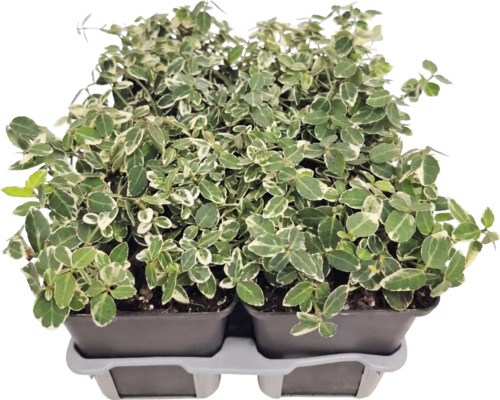 Kriechspindel Euonymus fortunei mit weiß-grünen Blättern in Kunststofftöpfen auf einem Transporttray.