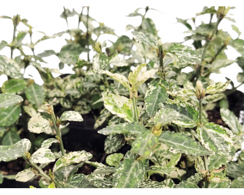 Kriechspindel Euonymus fortunei mit weiß-grün panaschierten Blättern.