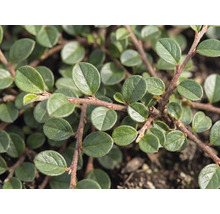 Nahaufnahme einer Kriechmispel (Cotoneaster dammeri) mit kleinen, ovalen grünen Blättern an rötlich-braunen Zweigen.