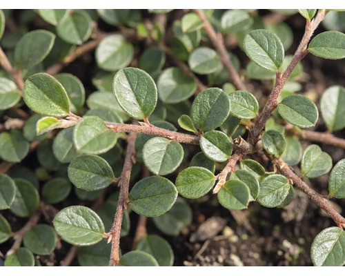 Nahaufnahme einer Kriechmispel (Cotoneaster dammeri) mit kleinen, ovalen grünen Blättern an rötlich-braunen Zweigen.
