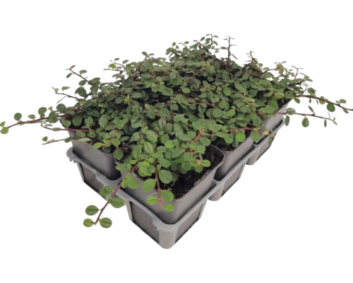 Bodendecker-Pflanzen in Kunststofftöpfen auf einer Transportpalette für den Garten.