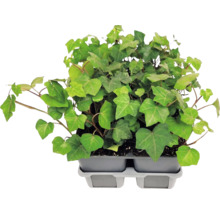 Gemeiner Efeu (Hedera helix) Pflanzen mit gelappten Blättern in einer grauen Anzuchtschale aus Kunststoff.