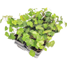 Efeu Hedera helix in Pflanztöpfen auf einem Tray.