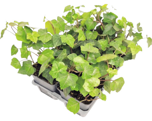 Efeu Hedera helix in Pflanztöpfen auf einem Tray.