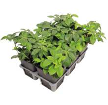 Bodendecker Pachysandra terminalis Schattenglöckchen in einer Pflanzpalette mit mehreren Töpfen.