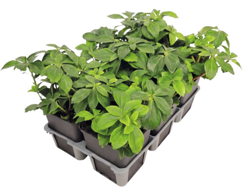 Bodendecker Pachysandra terminalis Schattenglöckchen in einer Pflanzpalette mit mehreren Töpfen.