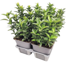 Japanischer Spindelstrauch Euonymus japonicus in Anzuchttöpfen auf einer Kunststoffpalette.