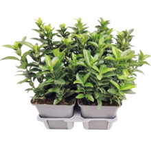 Japanischer Spindelstrauch Euonymus japonicus im Anzuchttopf, immergrüne Heckenpflanze für den Garten.